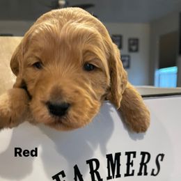 Goldendoodle Puppies from Clig Doodle Days