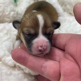 Green girl - Red female Pembroke Welsh Corgi puppy in Adairsville, Georgia from R&R Corgis