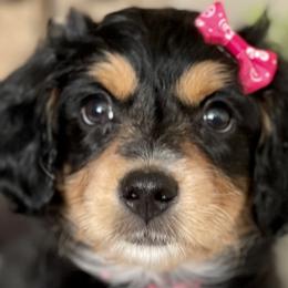 Girl 3 - Black tri-color Aussiedoodle puppy in Higginsville, Missouri from Davis Creek Kennel