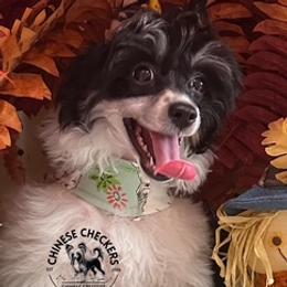 Molly - White female Chinese Crested puppy in Port Charlotte, Florida from Chinese Checkers Chinese Cresteds