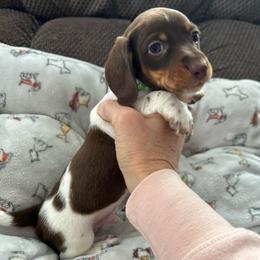CKC Girl 1 green - Piebald male Dachshund puppy in Grand Valley, Pennsylvania from Dachshunds on the Hill