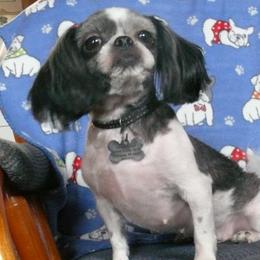 Petra - Shih Tzu