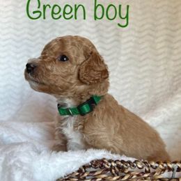 Goldendoodle Puppies from Jaymie's Doodles