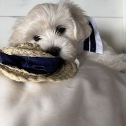 PIPPIE - White female Coton de Tulear puppy in Freeport, Texas from H❤️PE COTONS
