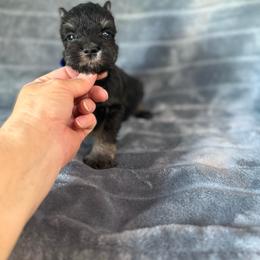 Max - Black and silver male Miniature Schnauzer puppy in Atoka, Oklahoma from Boggy Depot Cavaliers & Friends