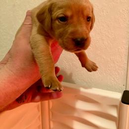 Pink - Yellow female Labrador Retriever puppy in Newaygo, Michigan from Royal Oak Gundogs