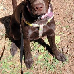 Labrador Retriever Puppies from Rick's Retrievers