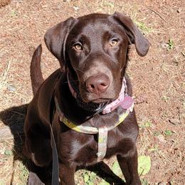 Labrador Retriever Puppies from Rick's Retrievers