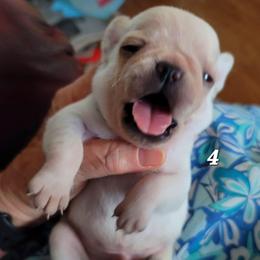 AKC Boy 4 white - White male Pug puppy in Phoenix, Arizona from Pug Place Phoenix