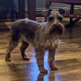 Australian Cattle Dogs, Miniature Schnauzers, Pembroke Welsh Corgis, and Toy Australian Shepherds from Blue Creek Farms