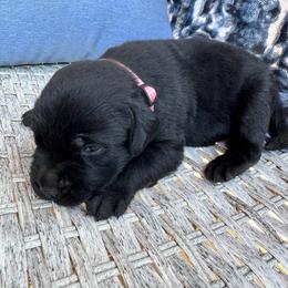 Taffy - Black female Labrador Retriever puppy in Marietta, South Carolina from Trust in the Lord Labradors