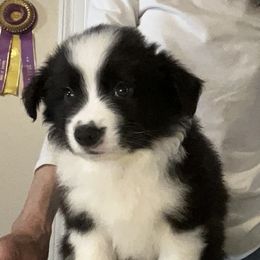 Boy 1 - Black Border Collie puppy in New Market, Alabama from Kensington Border Collies