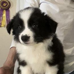 Boy 1 - Black Border Collie puppy in New Market, Alabama from Kensington Border Collies