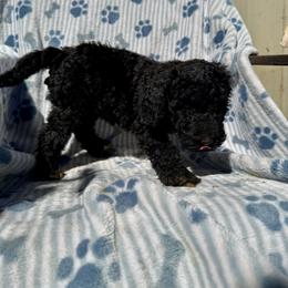 Girl 3 - female Aussiedoodle puppy in San Diego (Jamul), California from Lee Valley Scotties