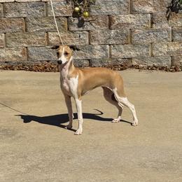 Winger - Italian Greyhound