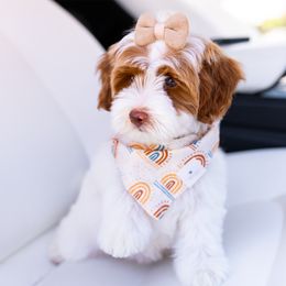 Australian Labradoodle Puppies from Saguaro Blossom Doodles