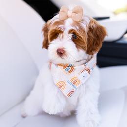 Australian Labradoodle Puppies from Saguaro Blossom Doodles