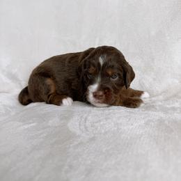 Clover - Red tri-color female Aussiedoodle puppy in Burbank, Ohio from Berns & Doodles