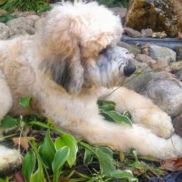 Kimber - Saint Berdoodle