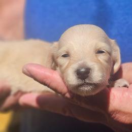 Cream female - Cream female Dachshund puppy in Trade, Tennessee from TN Miniature Dachshunds & Basset Hounds