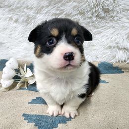 RM Male 2 - Black and tan male Pembroke Welsh Corgi puppy in Duluth, Minnesota from Up North Corgis