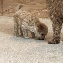 Poodle Puppies from ItalianToyPoodles