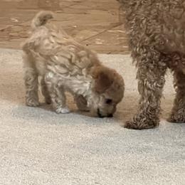 Poodle Puppies from ItalianToyPoodles