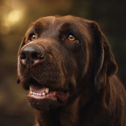 Rori - Labrador Retriever