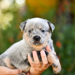 -Boy 1 - Blue male Australian Cattle Dog puppy in Kaufman, Texas from Emberwick Ranch