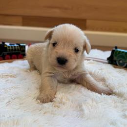 Buttercup - Wheaten female Miniature Schnauzer puppy in Auburn, Georgia from Very Special Mini Schnauzers