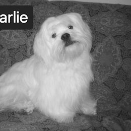 Charlie - Lhasa Apso