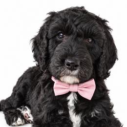 Chanel - Black female Poodle puppy in Chicago, Illinois from Urbane Retrievers