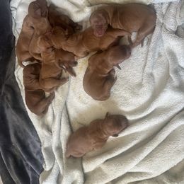 Boy 3 - Dark golden Golden Retriever puppy in Chandler, Arizona from Arizona Dream Goldens