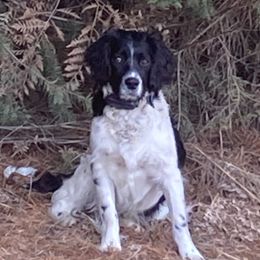 Spark - English Springer Spaniel