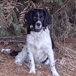 Spark - English Springer Spaniel