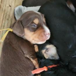 Yellow - Chocolate and tan female Dachshund puppy in Amarillo, Texas from Panhandle Dashing Doxies