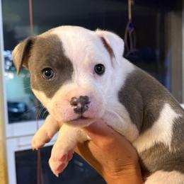 Make 4 - Blue and white male Staffordshire Bull Terrier puppy in Georgetown, California from PureGrit Staffords