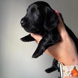 Leonard - Black male Dachshund puppy in Piedmont, Oklahoma from Jess’s Dachshunds