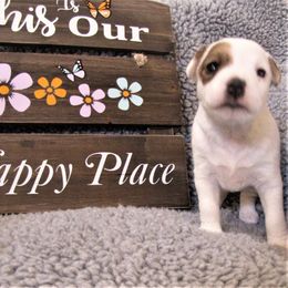 Jack Russell Terrier Puppies from Spritely Jack Russell Terriers