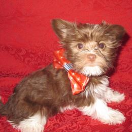Teddy Bear - Chocolate, tan and white male Yorkshire Terrier puppy in Galva, Illinois from Grandma's Yorkie Cottage