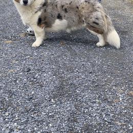 Stitch - Cardigan Welsh Corgi