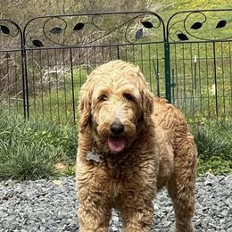 Winnie - Bernedoodle