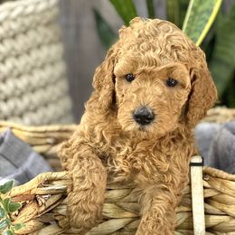 Magnolia - Goldendoodle puppy in Chelan, Washington from North Cascades Doodles