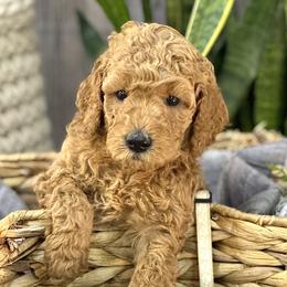 Magnolia - Goldendoodle puppy in Chelan, Washington from North Cascades Doodles
