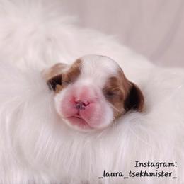 Felix - Blenheim male Cavalier King Charles Spaniel puppy in Bonney Lake, Washington from House of Happy Cavaliers