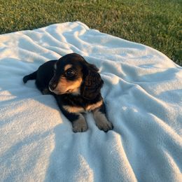 Ollie - Black and tan male Dachshund puppy in Modesto, California from Raws Doxies