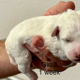 Bichon Frise Puppies from Sissy’s Heavenly Paws