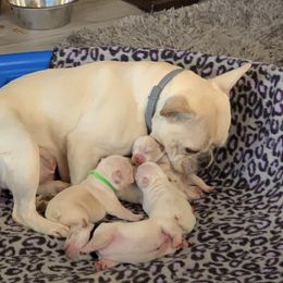 Boxer and French Bulldog Puppies from Infinity Boxer’s n Infinity French Bulldog’s Von Helm