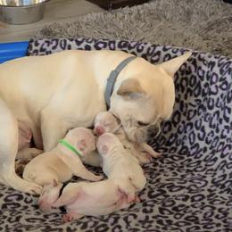 Boxer and French Bulldog Puppies from Infinity Boxer’s n Infinity French Bulldog’s Von Helm