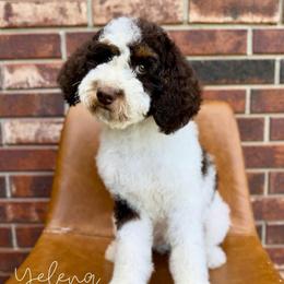 Yelena - Brown and white female Bernedoodle puppy in Owasso, Oklahoma from Kallams Bernedoodles & Bernese Mountain Dogs